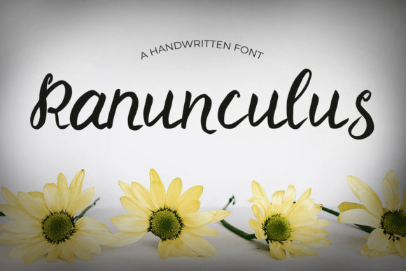 Ranunculus Font Download and Design Guide